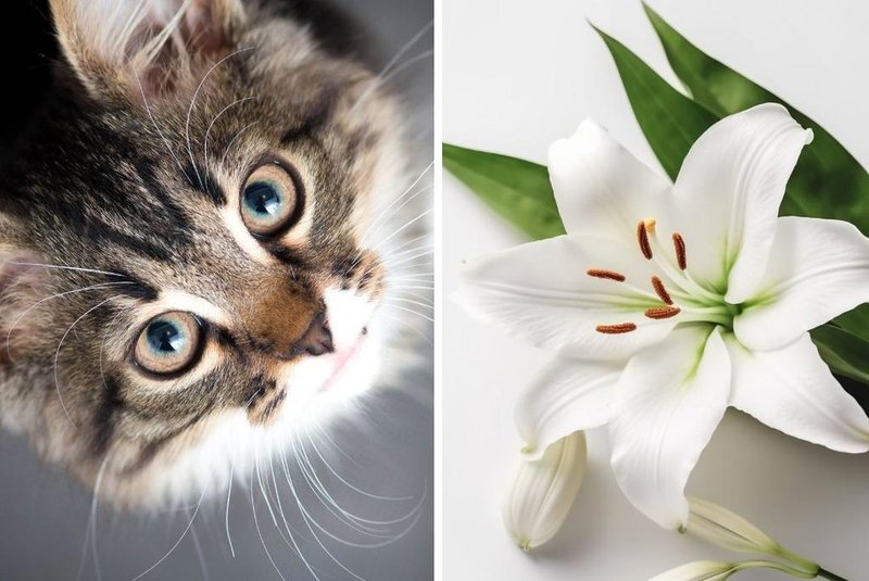 10 espécies de plantas tóxicas para os gatos<!-- NICAID(15539559) -->