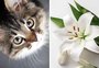 10 espécies de plantas tóxicas para os gatos