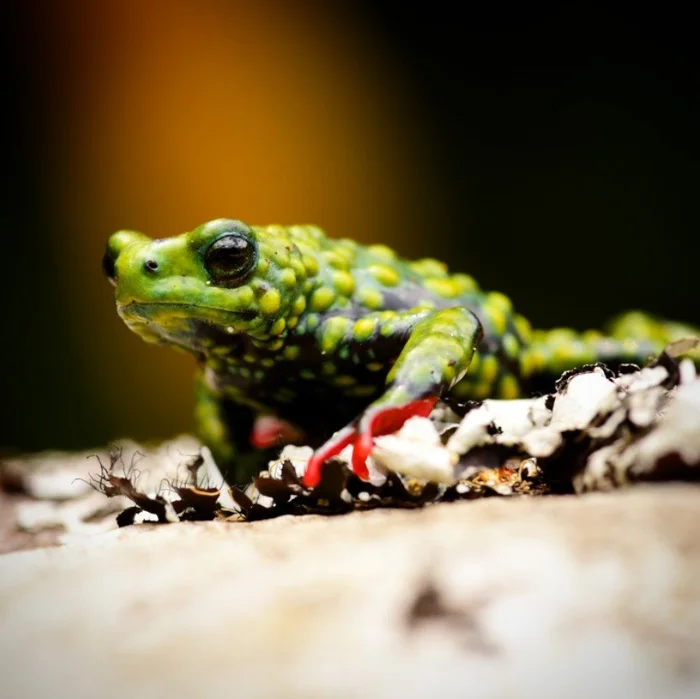 Márcio Borges-Martins / Lab. de Herpetologia da UFRGS