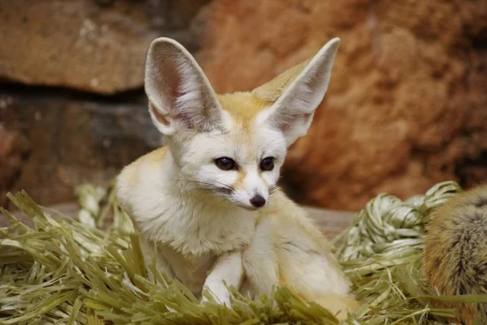 guideline / Shutterstock</div>
<div> | Portal EdiCase