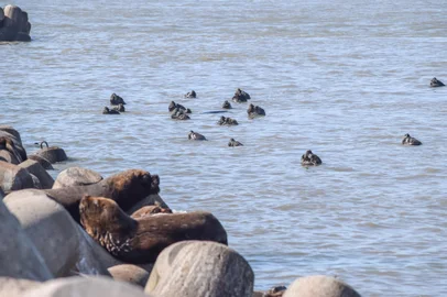 Pesquisadores encontram número recorde de leões-marinhos no Litoral Sul do RS. Foto: Leonardo Martí/ Nema/Divulgação<!-- NICAID(14950886) -->