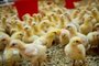 chicken , bird , chick , baby , yellow , animal , easter , isolated , farm , small , poultry , young , duckling , fluffy , white , duck , little , chicks , cute , beak , newborn , feather , egg , animals , spring , industrial farm , breeding , organicFonte: 471848211<!-- NICAID(15324071) -->