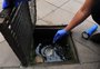 Serra tem quatro casos confirmados de chikungunya em 2023; saiba como identificar e prevenir