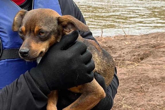 Após 14 dias ilhado, cachorrinho é resgatado em Veranópolis<!-- NICAID(15767550) -->