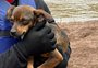 VÍDEO: após 14 dias ilhado, cachorro é resgatado pelo Corpo de Bombeiros em Veranópolis