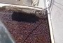 Cidade argentina é invadida por besouros em meio a forte onda de calor