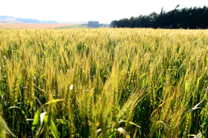 Conforme conversamos por telefone encaminho as informações sobre o dia de campo de hoje, fizemos todo ano um dia de campo institucional para os principais sementeiros do Brasil, é a vitrine de novas tecnologias e lançamentos para a próxima safra. Este ano tivemos como destaque o Tbio Toruk, que é um trigo com descendência genética francesa, para altos rendimentos, acima de 5 mil quilos por hectare (encaminho release anexo sobre a cultivar). Participaram mais de 200 sementeiros e produtores selecionados além de cooperativas, moinhos e influenciadores. Este ano tivemos uma novidade, no qual recebemos um grupo de 45 paraguaios, entre eles estavam produtores, agrônomos e técnicos da revenda Agrolink, e alguns técnicos e tomadores de decisão do Ministério da Agricultura do Paraguai que vieram conhecer o diferencial e o que a genética gaúcha tem para lhes oferecer e que já é usado no país. O Diogo Zanatta quem tirou as fotos do evento, e irá encaminhar para vocês.<!-- NICAID(10941392) -->