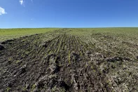 Estragos pela chuva em lavoura de trigo na região das Missões do Rio Grande do Sul.<!-- NICAID(16075644) -->