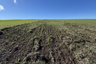 Estragos pela chuva em lavoura de trigo na região das Missões do Rio Grande do Sul.<!-- NICAID(16075644) -->