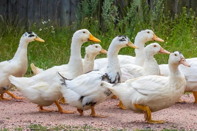 foie gras,proibição,alimentação forçada, patos e gansos, aves,caderno destemperados,fala,chef,tendência e mercado<!-- NICAID(16336284) -->