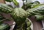 Conheça plantas que podem causar alergia e intoxicação