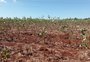 Por que o seguro rural entra nas prioridades do agro para o próximo Plano Safra