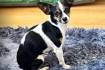 Polícia investiga caso de agressão que resultou em morte de cachorra em São Marcos <!-- NICAID(16003288) -->