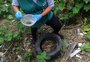 Apesar do recorde de casos, Passo Fundo tem baixo risco de epidemia de dengue