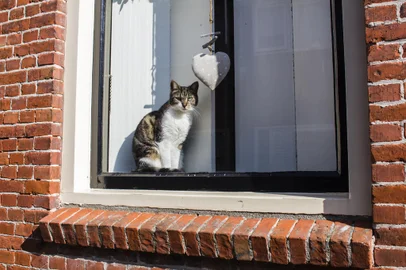 PORTO ALEGRE, RS, BRASIL, 08/10/2019- Amsterdam Winsow Cat. (Foto: Michael Frank / stock.adobe.com)Indexador: MICHAEL FRANKFonte: 208116748<!-- NICAID(14280984) -->
