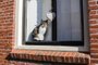 PORTO ALEGRE, RS, BRASIL, 08/10/2019- Amsterdam Winsow Cat. (Foto: Michael Frank / stock.adobe.com)Indexador: MICHAEL FRANKFonte: 208116748<!-- NICAID(14280984) -->