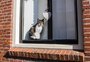Roubar roupas no varal ou derrubar objetos: quando é preciso ficar atento às atitudes dos gatos