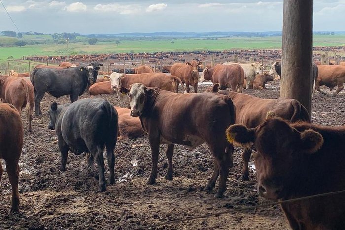 Ricardo Colin / Divulgação Ricardo Colin / Divulgação