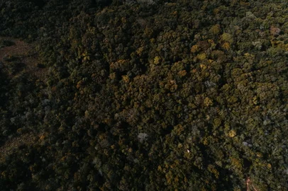 PORTO ALEGRE, RS, BRASIL - 04.06.2021 - Fotos da Mata Atlântica no Parque Morro do Osso, na Zona Sul de Porto Alegre. (Foto: Félix Zucco/Agencia RBS)<!-- NICAID(14801327) -->