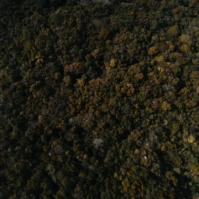 PORTO ALEGRE, RS, BRASIL - 04.06.2021 - Fotos da Mata Atlântica no Parque Morro do Osso, na Zona Sul de Porto Alegre. (Foto: Félix Zucco/Agencia RBS)<!-- NICAID(14801327) -->