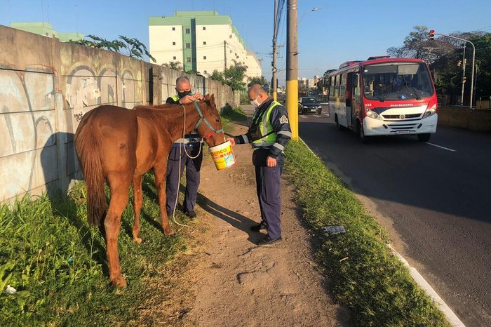 Animais receberam alimento de agentes da EPTC