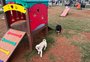 Espaços pet em Passo Fundo: onde e como estão as "pracinhas para cachorro" da cidade