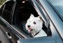 Cachorro que enjoa no carro: o que fazer?