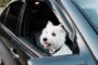 Portrait of One West Highland White Terrier in the CarPortrait of One West Highland White Terrier in the CarFonte: 303539416<!-- NICAID(15011840) -->