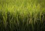 Abertura da colheita do arroz mostra avanço da rotação de culturas nas lavouras do RS