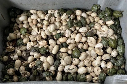 Laura Cosme / Grupo RBS image