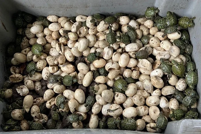 Laura Cosme / Grupo RBS