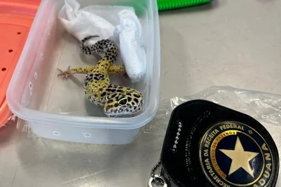 Receita Federal resgata espécie exótica de lagarto no Chuí<!-- NICAID(15400106) -->
