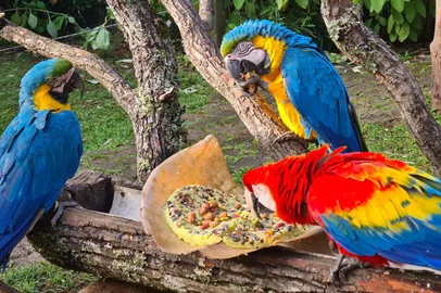 Animais do GramadoZoo recebem reforço de calorias na alimentação durante o inverno<!-- NICAID(15462187) -->