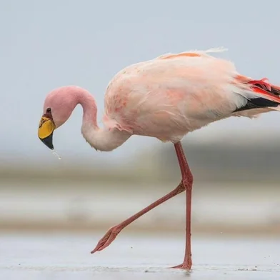 Nova espécie de flamingo é vista no Parque Nacional da Lagoa do Peixe<!-- NICAID(15819102) -->