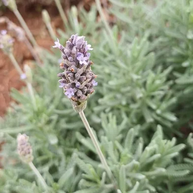 Produção de Lavanda afetada pela chuva em Morro Reuter<!-- NICAID(15803812) -->