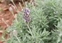 Maior produtor de óleo de lavanda, Morro Reuter tenta recuperar cultivo após chuva
