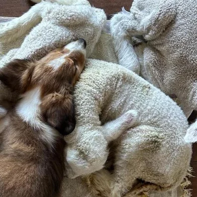 Filhote de cão ovelheiro<!-- NICAID(15608587) -->