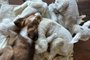 Filhote de cão ovelheiro<!-- NICAID(15608587) -->