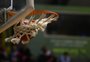 Caxias do Sul receberá etapa de projeto da NBA para seletiva de jovens talentos