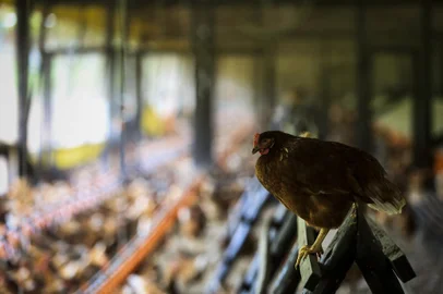 MORRO REUTER, RS, BRASIL, 26-01-2018: Galinhas livres na Agrovícola Filippsen, em Morro Reuter. (Foto: Mateus Bruxel / Agência RBS)<!-- NICAID(13385476) -->