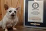 Cachorro de 23 anos recebe título de mais velho do mundo 