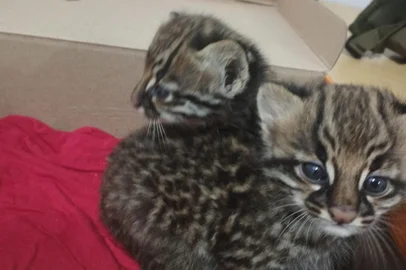 Filhotes de jaguatirica são resgatados no interior de Seberi, no norte do RS<!-- NICAID(16264517) -->