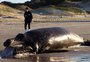 Filhote de baleia-franca encontrado morto em Florianópolis pode ter colidido com barco