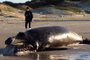 Baleia-franca foi encontrada morta em praia de Santa Catarina - Foto: Ricardo Wegrzynovski/R3 Animal<!-- NICAID(15512513) -->