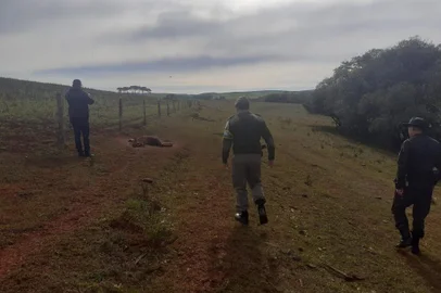 *A PEDIDO DE GUILHERME MILMAN* Cem animais foram encontrados em situação crítica - Foto: 3° Batalhão Ambiental da Brigada Militar/Divulgação<!-- NICAID(15124755) -->