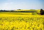 Com aposta na produção de biodiesel, empresa gaúcha começa a receber safra de canola
