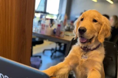 Agência de Caxias do Sul incentiva a adoção de animais. Macaw tem o Pet Day e vai conceder licença para quem adotar um bichinho de estimação. Na foto, Koda. <!-- NICAID(15327038) -->