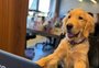 Empresa de Caxias do Sul dá licença PETernidade para quem adotar animais de estimação