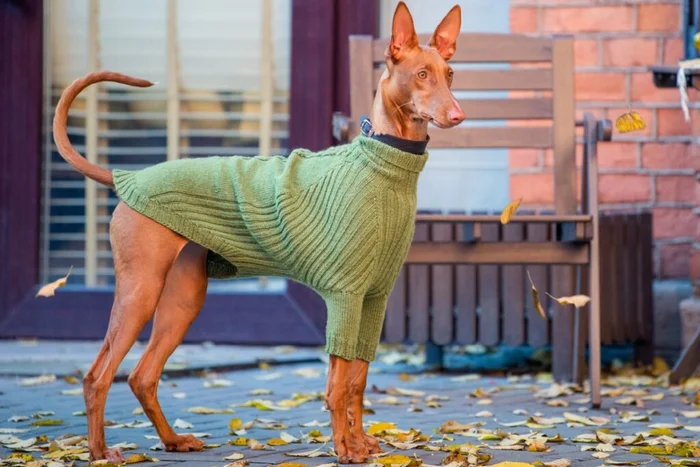 Cão do Faraó: origem maltesa, temperamento e cuidados — Quais são as necessidades físicas e mentais da raça?