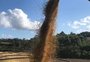 Colheita da soja chega a 61% confirmando expectativa de recorde de produção no RS